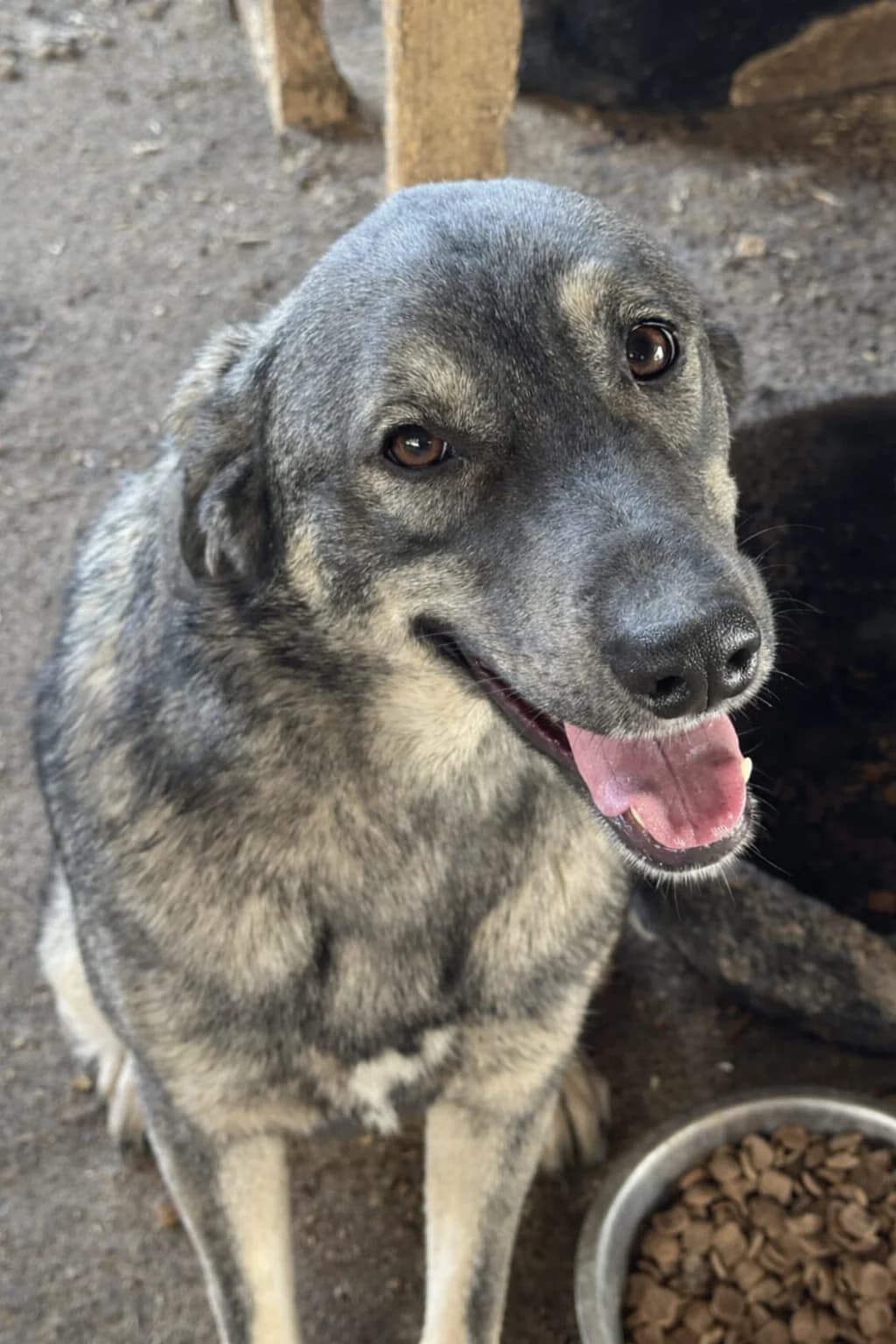Sun S, female senior Mixed Breed for adoption at Seelen für Seelchen e.V., Alfter