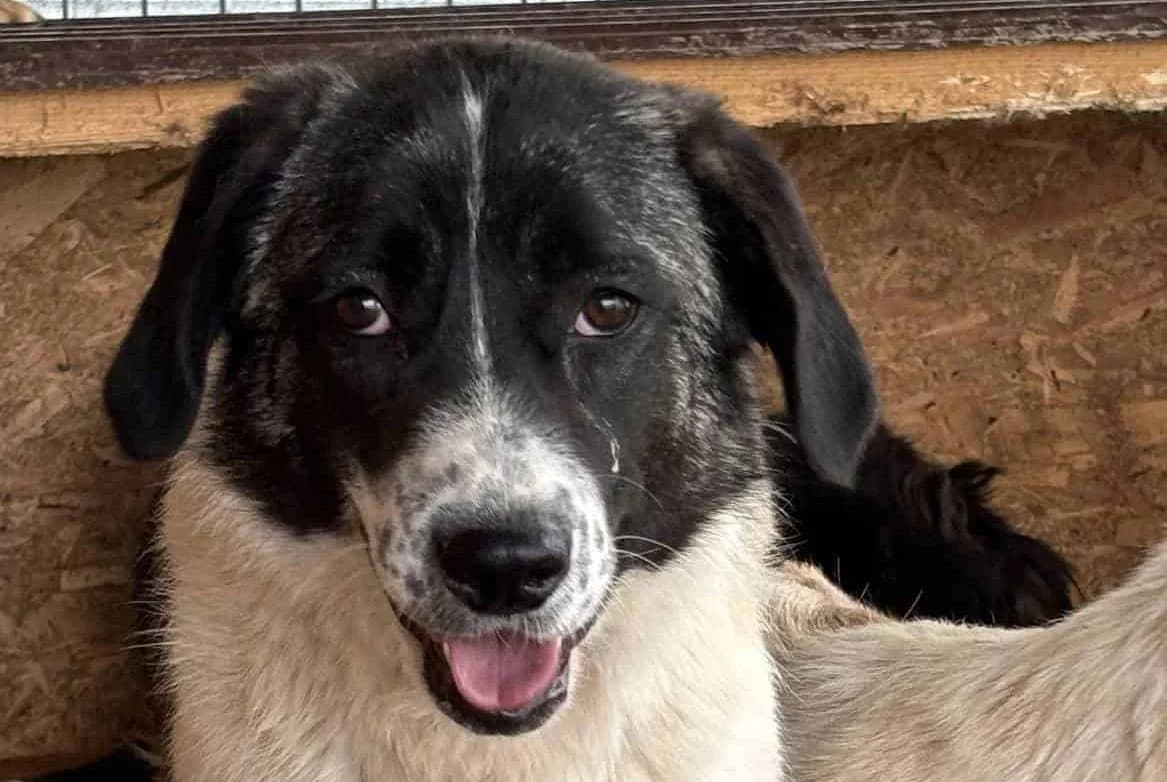 Ida H, female senior Mixed Breed for adoption at Seelen für Seelchen e.V., Alfter