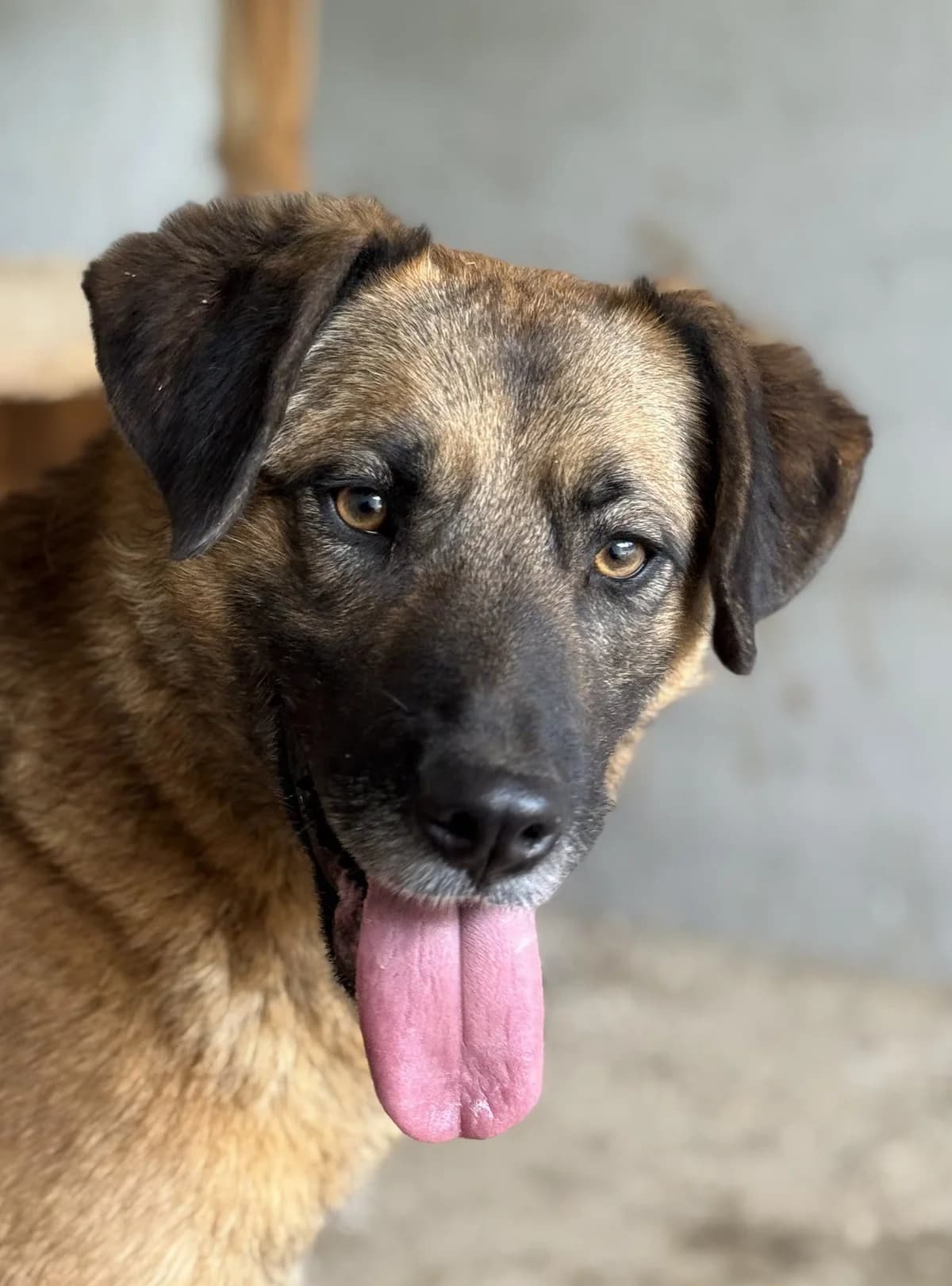 Dafne, female senior Mixed Breed for adoption at Seelen für Seelchen e.V., Alfter