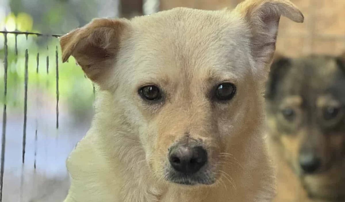 Mimi H, female senior Mixed Breed for adoption at Seelen für Seelchen e.V., Alfter