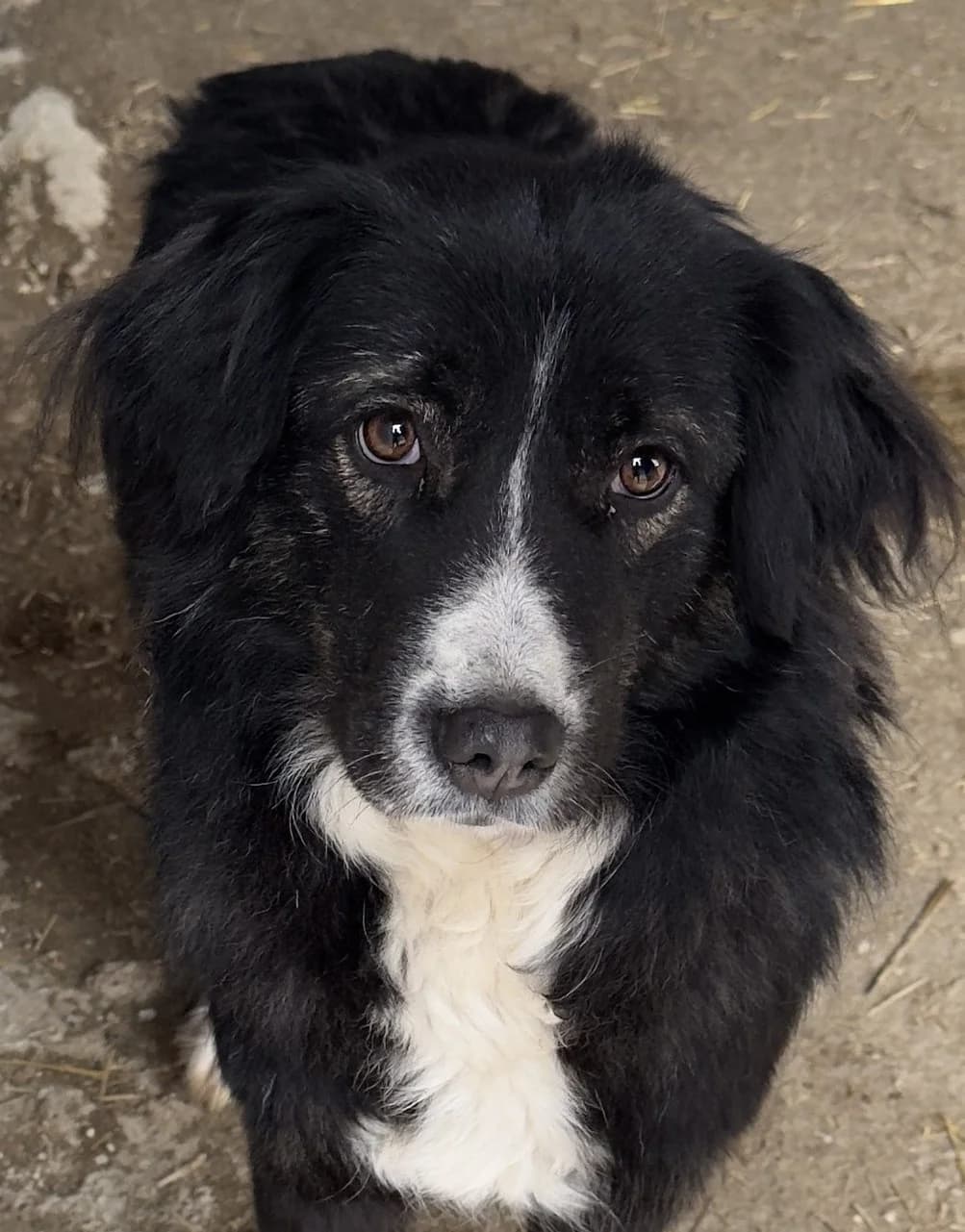 Liesbeth, female senior Mixed Breed for adoption at Seelen für Seelchen e.V., Alfter