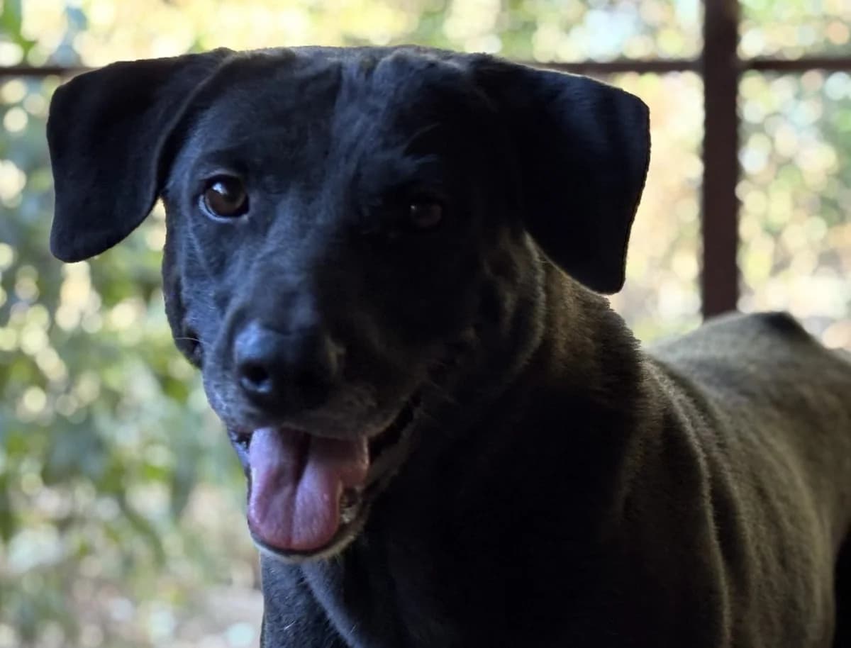 Grace S, female senior Mixed Breed for adoption at Seelen für Seelchen e.V., Alfter