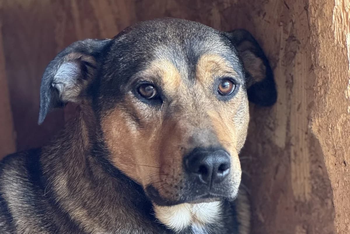 Malu K, female senior Mixed Breed for adoption at Seelen für Seelchen e.V., Alfter