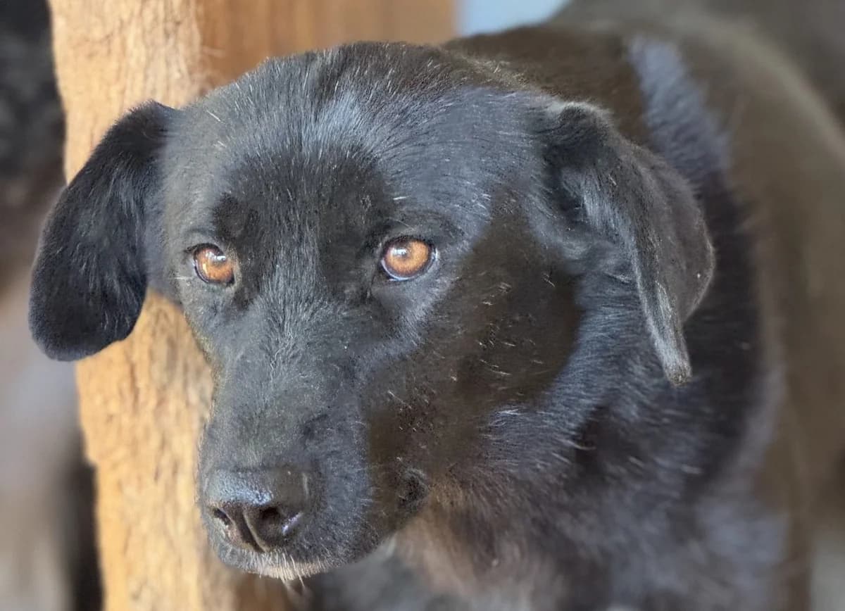 Pixel, female senior Mixed Breed for adoption at Seelen für Seelchen e.V., Alfter