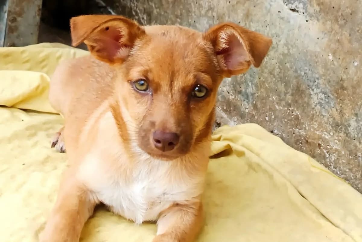 Fria, female young Mixed Breed for adoption at Seelen für Seelchen e.V., Alfter