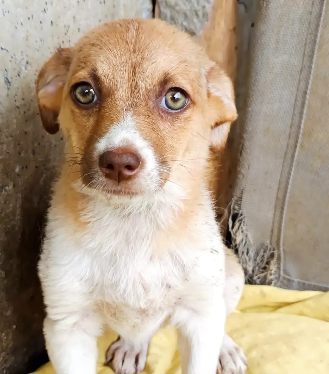 Pam, female young Mixed Breed for adoption at Seelen für Seelchen e.V., Alfter