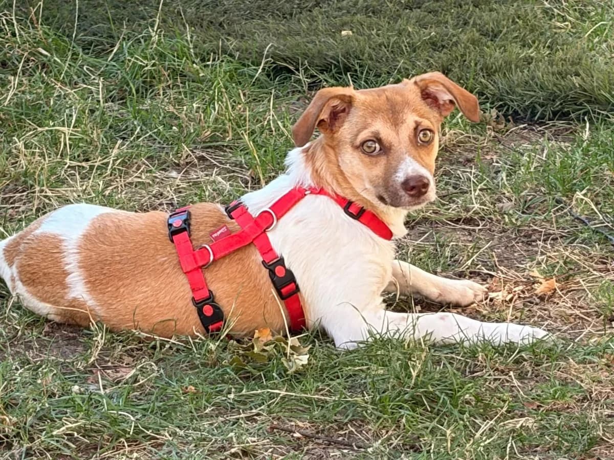 Pam, female young Mixed Breed for adoption at Seelen für Seelchen e.V., Alfter