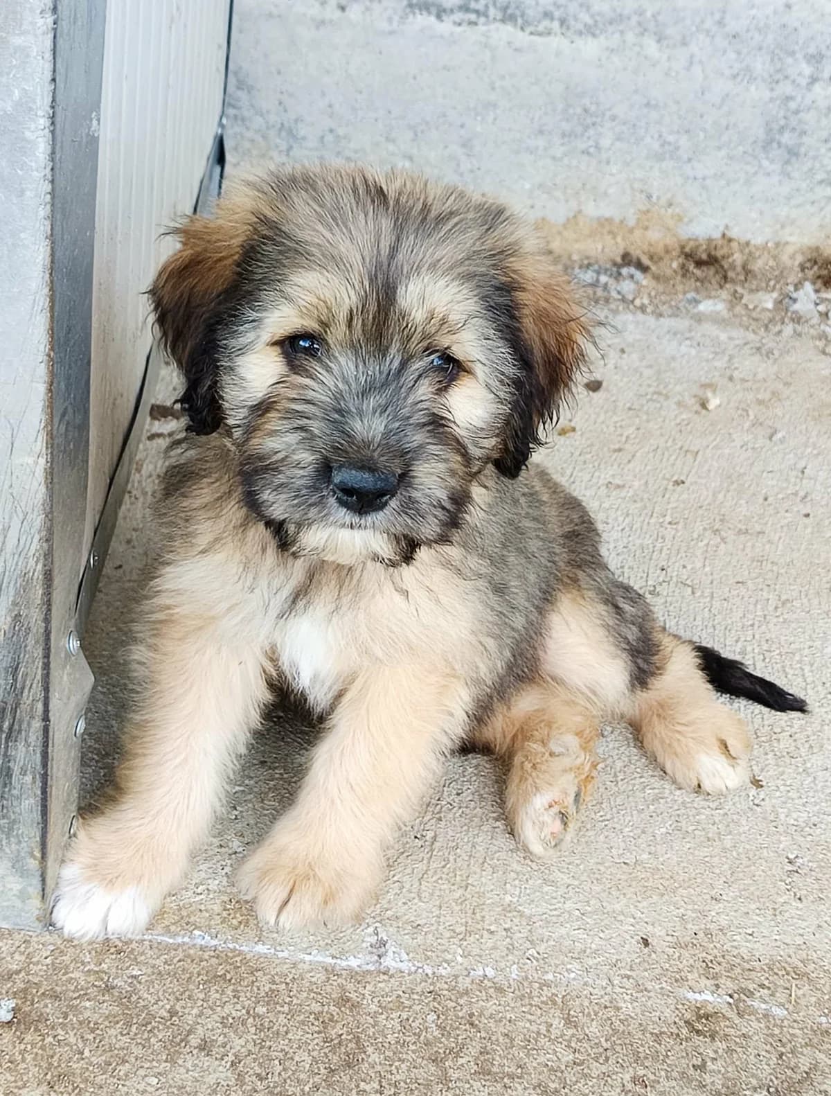 Kiry, grau female young Mixed Breed for adoption at Seelen für Seelchen e.V., Alfter