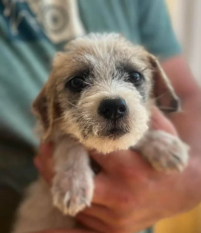 Streusel, female young Mixed Breed for adoption at Seelen für Seelchen e.V., Alfter