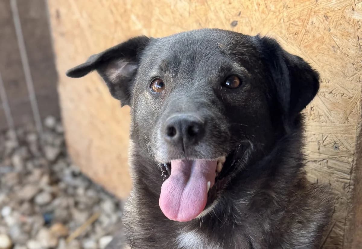 Mayla A, female senior Mixed Breed for adoption at Seelen für Seelchen e.V., Alfter