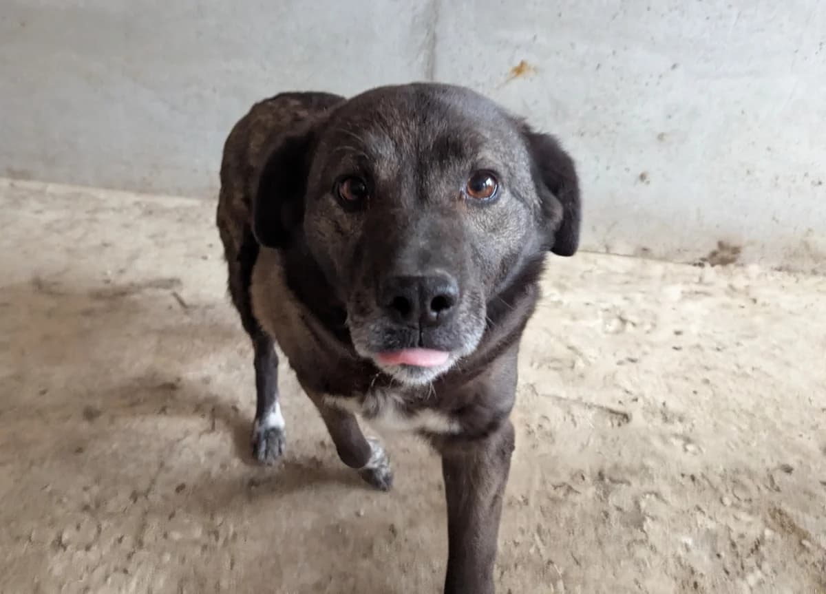 Mayla A, female senior Mixed Breed for adoption at Seelen für Seelchen e.V., Alfter