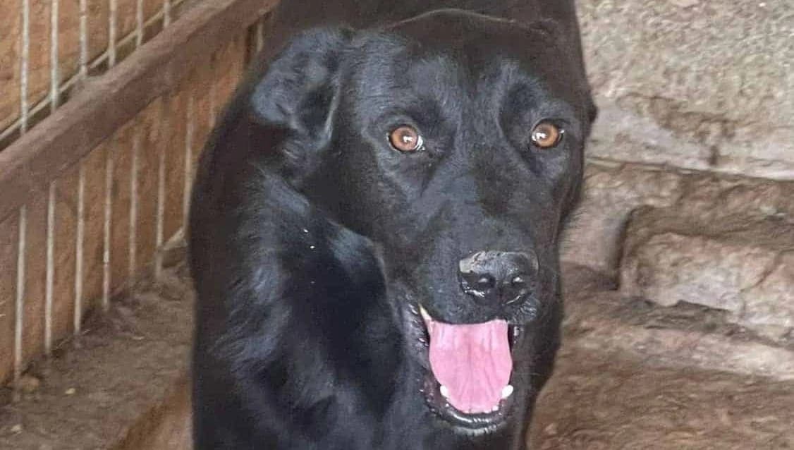 Jule H, schwarz female senior Mixed Breed for adoption at Seelen für Seelchen e.V., Alfter