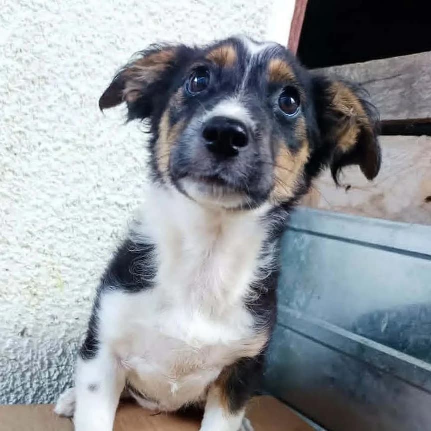 Malika, female young Mixed Breed for adoption at Seelen für Seelchen e.V., Alfter