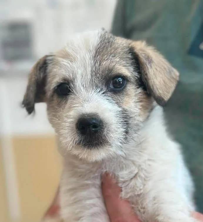 Mabel, female young Mixed Breed for adoption at Seelen für Seelchen e.V., Alfter