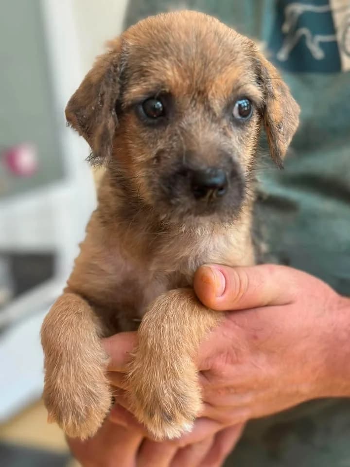 Struppi, braun female young Mixed Breed for adoption at Seelen für Seelchen e.V., Alfter