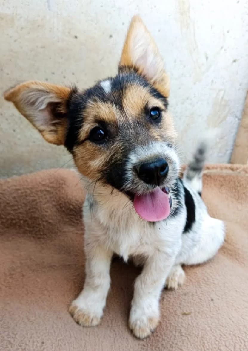 Sofie, female young Mixed Breed for adoption at Seelen für Seelchen e.V., Alfter