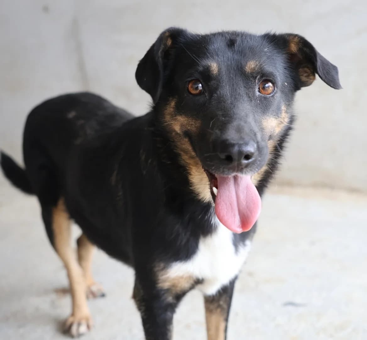 Magda, female senior Mixed Breed for adoption at Seelen für Seelchen e.V., Alfter