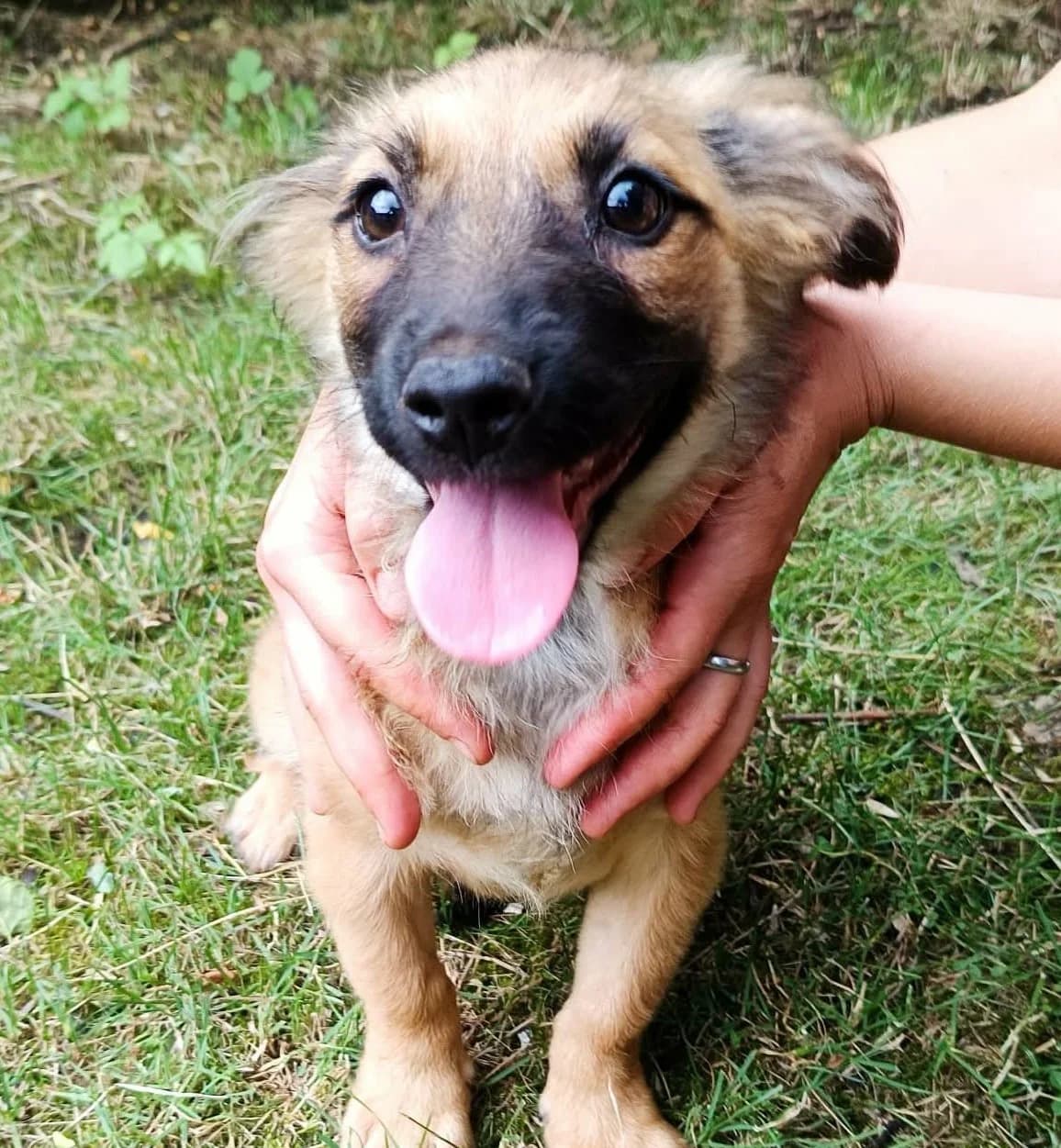 Inja, female young Mixed Breed for adoption at Seelen für Seelchen e.V., Alfter