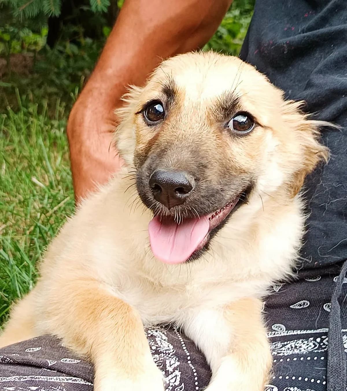 RW 33, female young Mixed Breed for adoption at Seelen für Seelchen e.V., Alfter