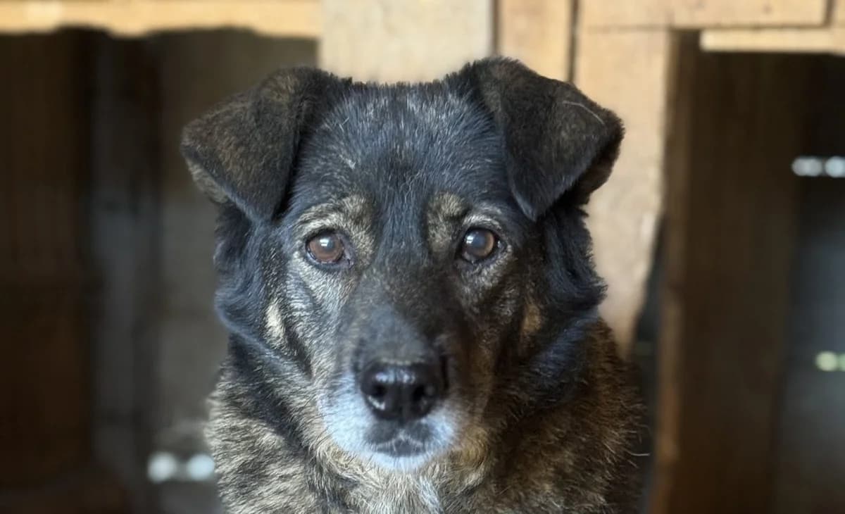 Donna M, female senior Mixed Breed for adoption at Seelen für Seelchen e.V., Alfter