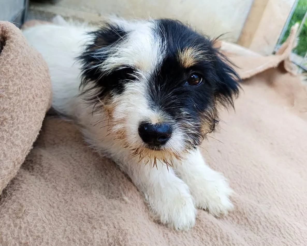 Lia, female young Mixed Breed for adoption at Seelen für Seelchen e.V., Alfter