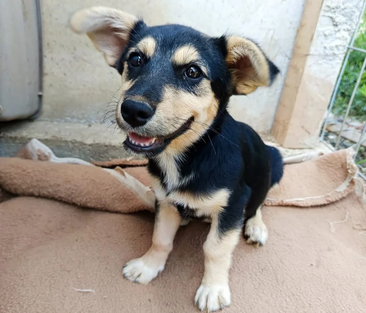 Sissi M, weiß female young Mixed Breed for adoption at Seelen für Seelchen e.V., Alfter