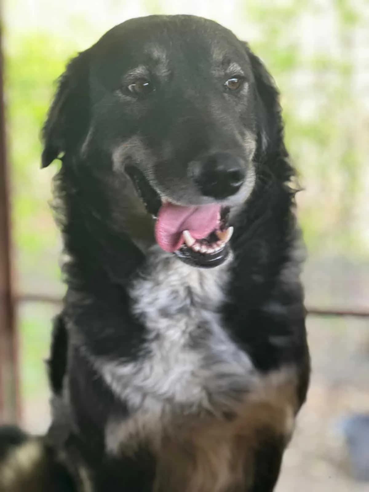 Erika, female senior Mixed Breed for adoption at Seelen für Seelchen e.V., Alfter