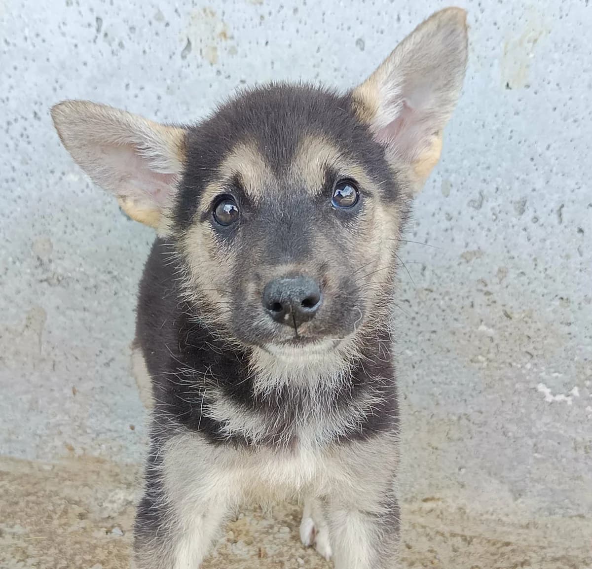 Shira, weiß female young Mixed Breed for adoption at Seelen für Seelchen e.V., Alfter