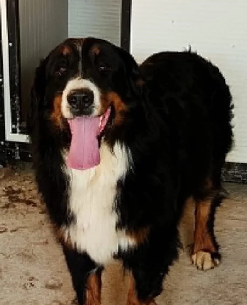 Cher, female senior Mixed Breed for adoption at Seelen für Seelchen e.V., Alfter