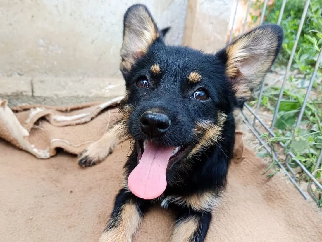 Kleine Muck, schwarz female young Mixed Breed for adoption at Seelen für Seelchen e.V., Alfter