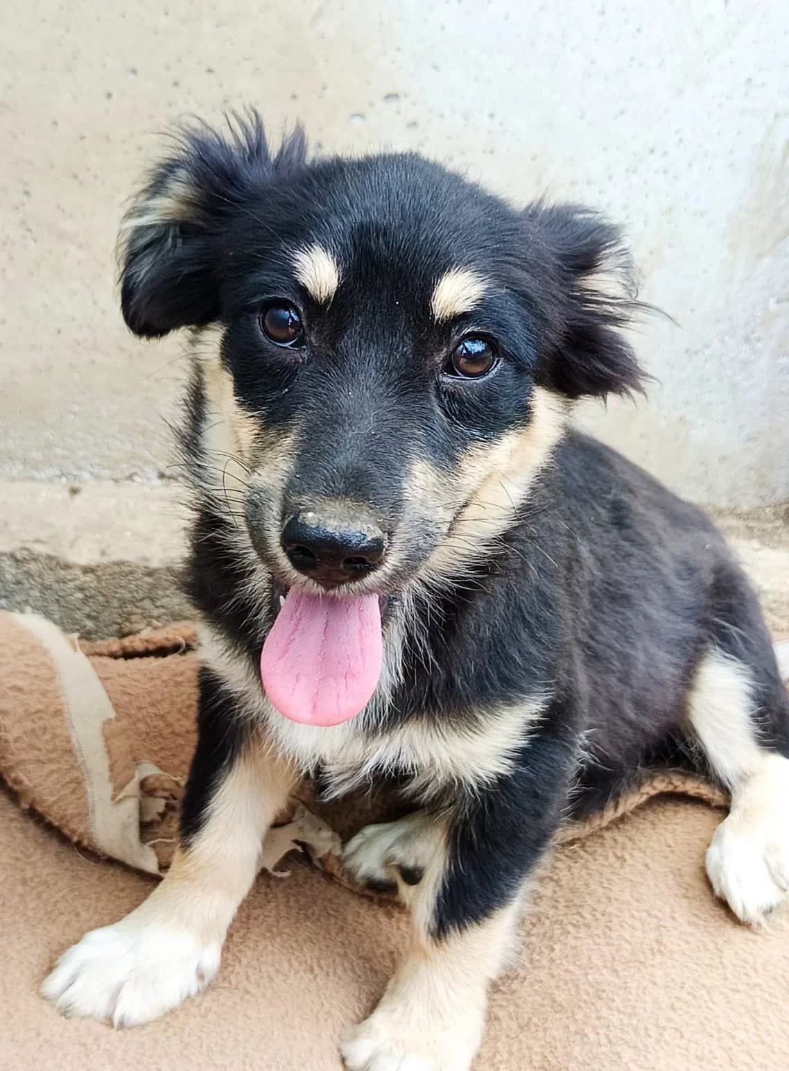 Bea S, female young Mixed Breed for adoption at Seelen für Seelchen e.V., Alfter