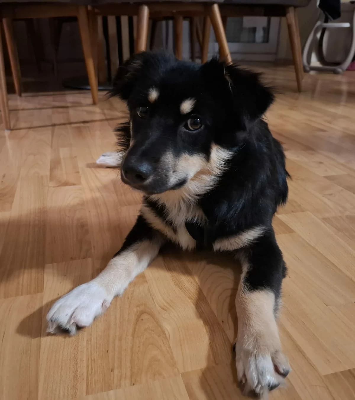 Bea S, female young Mixed Breed for adoption at Seelen für Seelchen e.V., Alfter