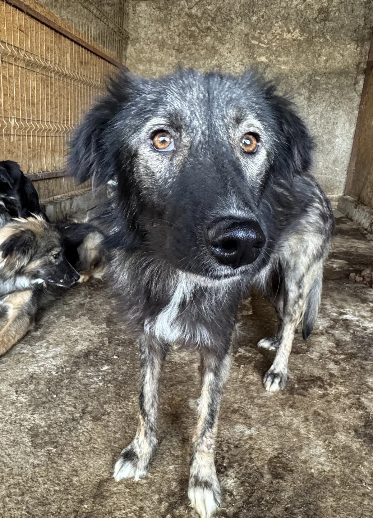 Phaen, male senior Mixed Breed for adoption at Seelen für Seelchen e.V., Alfter