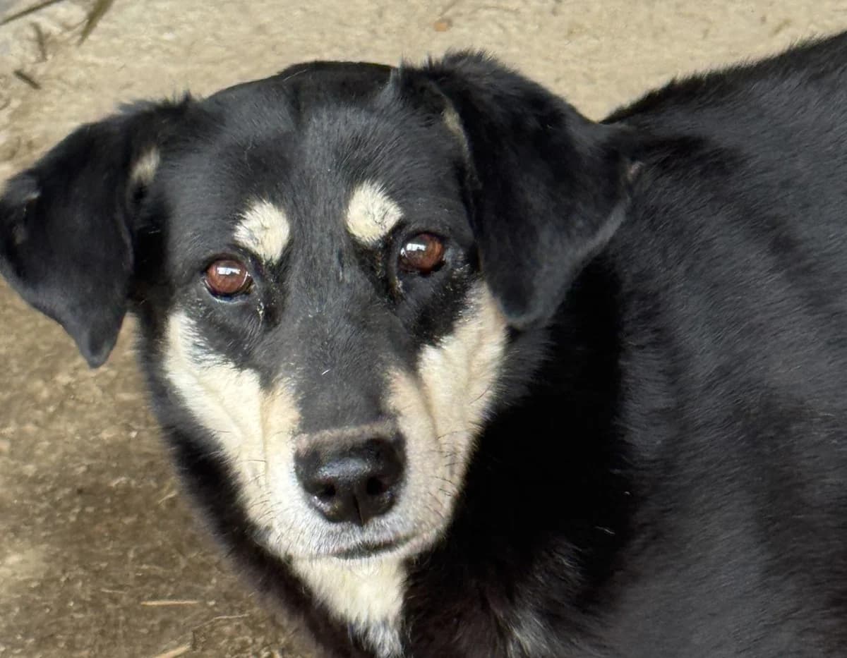 Trinity, female senior Mixed Breed for adoption at Seelen für Seelchen e.V., Alfter