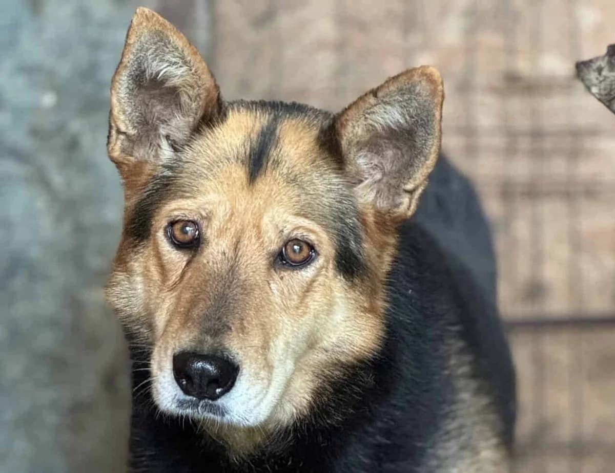 Dolina, female senior Mixed Breed for adoption at Seelen für Seelchen e.V., Alfter