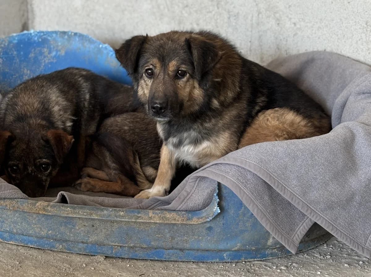 Aika K, female senior Mixed Breed for adoption at Seelen für Seelchen e.V., Alfter