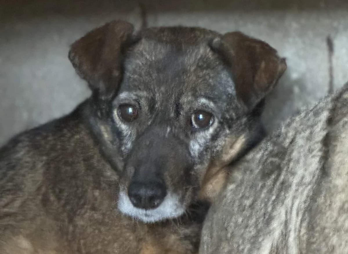 Aika K, female senior Mixed Breed for adoption at Seelen für Seelchen e.V., Alfter