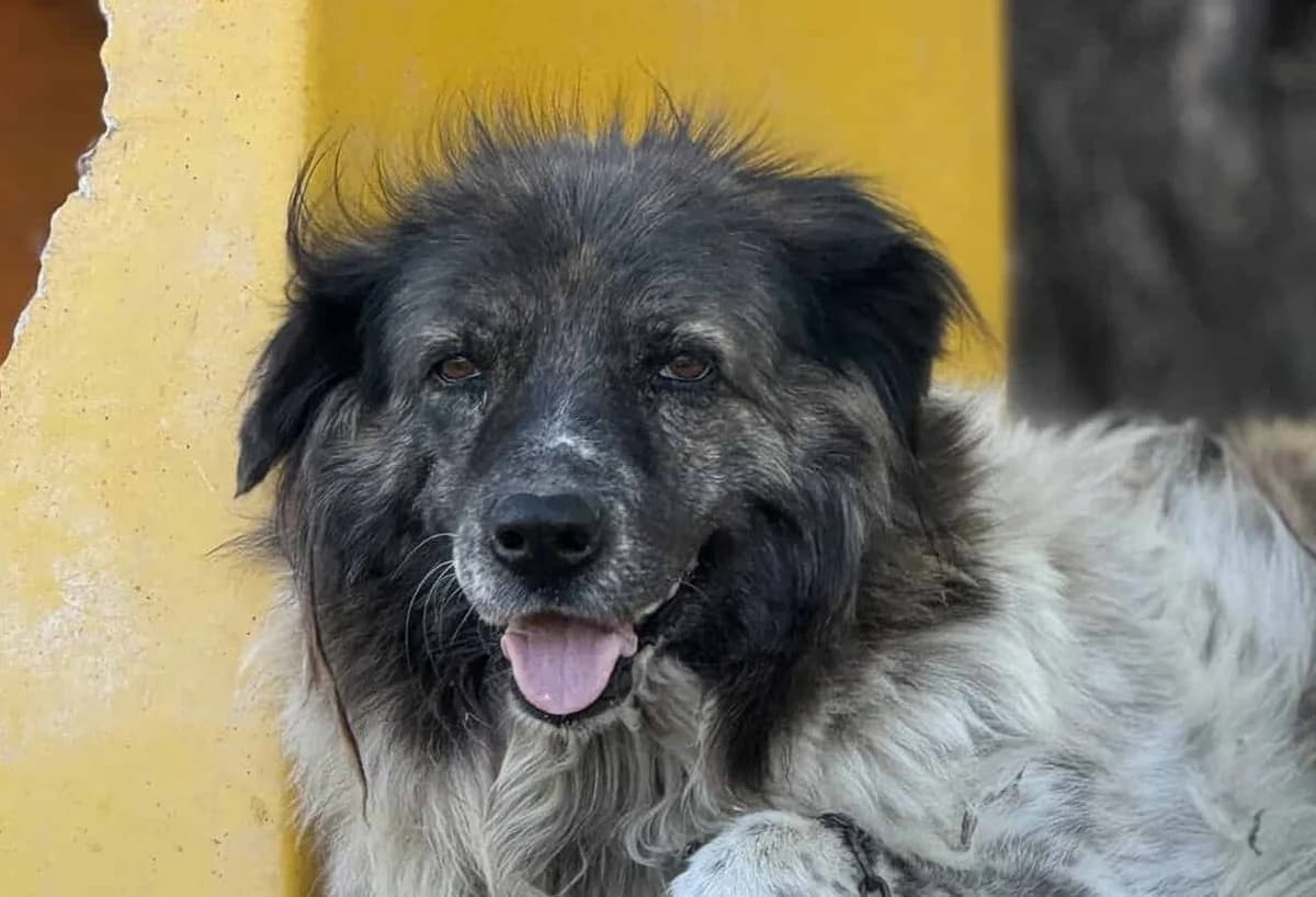 Reneé, weiß female senior Mixed Breed for adoption at Seelen für Seelchen e.V., Alfter