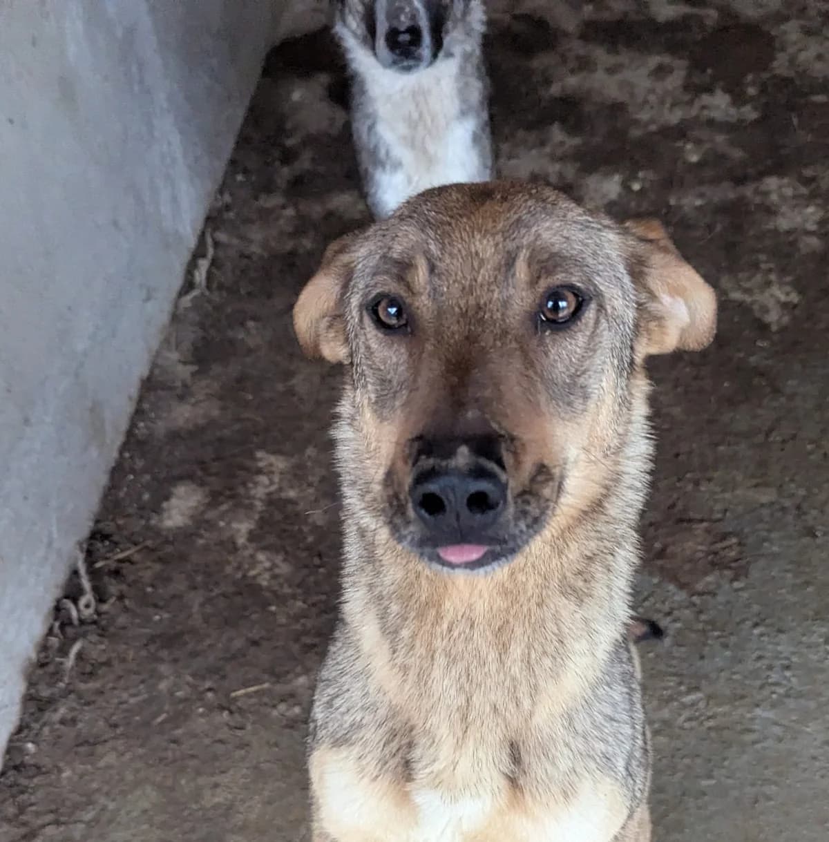 Amicitia, female senior Mixed Breed for adoption at Seelen für Seelchen e.V., Alfter