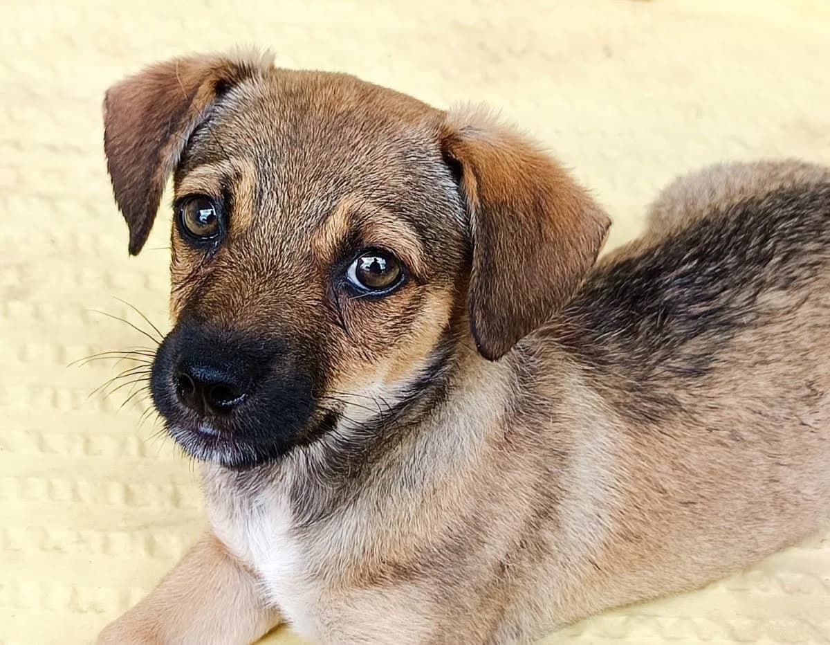 Esperanza D, female young Mixed Breed for adoption at Seelen für Seelchen e.V., Alfter