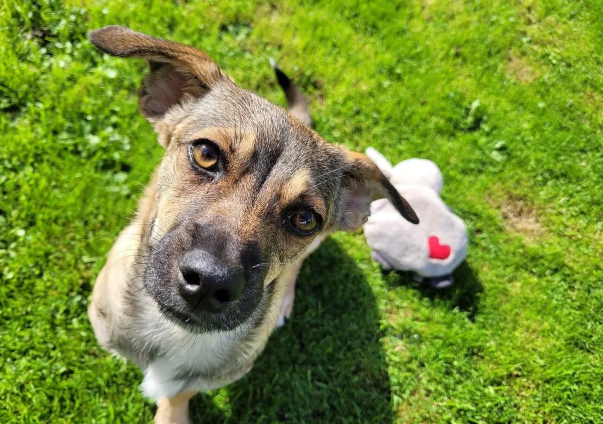 Esperanza D, female young Mixed Breed for adoption at Seelen für Seelchen e.V., Alfter