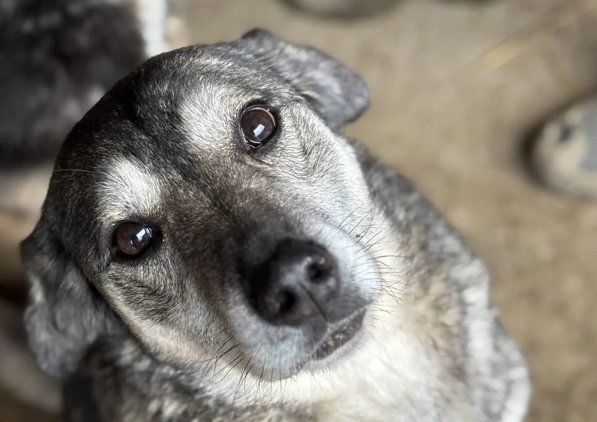 Alexia, female senior Mixed Breed for adoption at Seelen für Seelchen e.V., Alfter