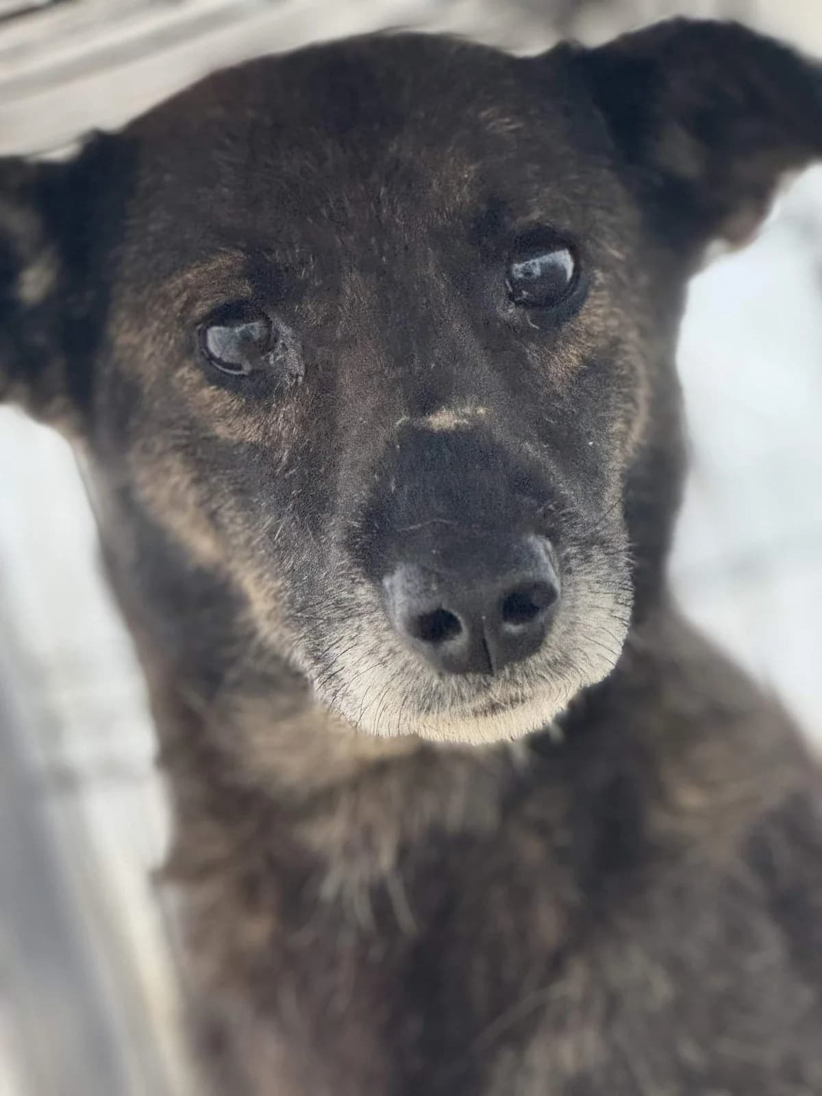 Lotti F, female senior Mixed Breed for adoption at Seelen für Seelchen e.V., Alfter