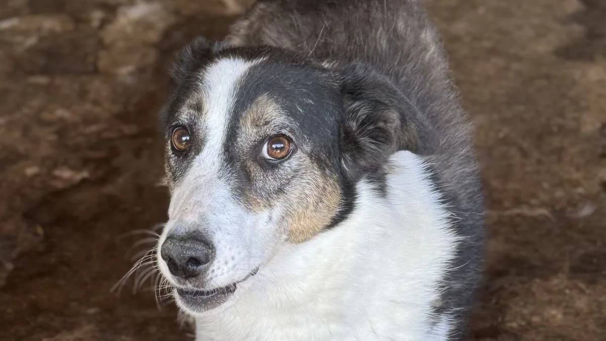 Maneli, female senior Mixed Breed for adoption at Seelen für Seelchen e.V., Alfter