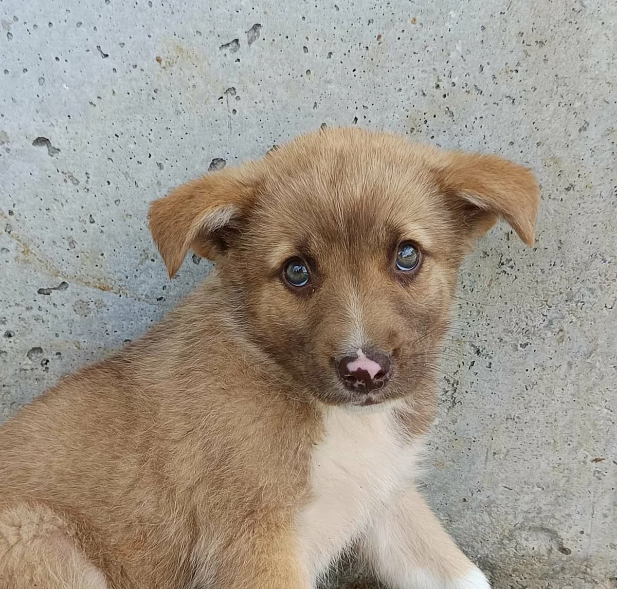 Leilani, weiß female young Mixed Breed for adoption at Seelen für Seelchen e.V., Alfter