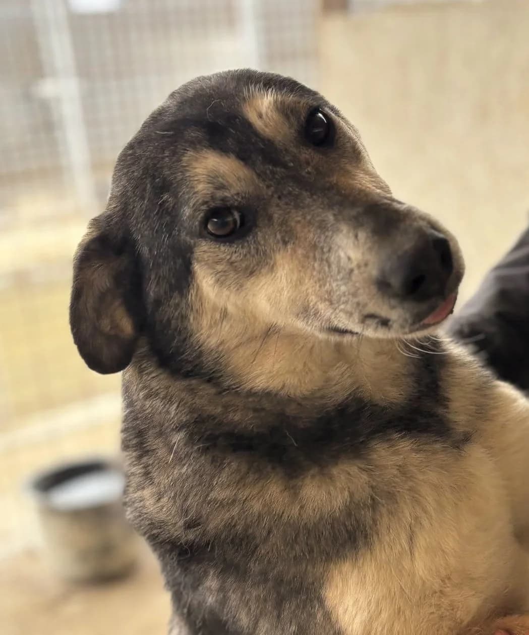 Birdie, female senior Mixed Breed for adoption at Seelen für Seelchen e.V., Alfter