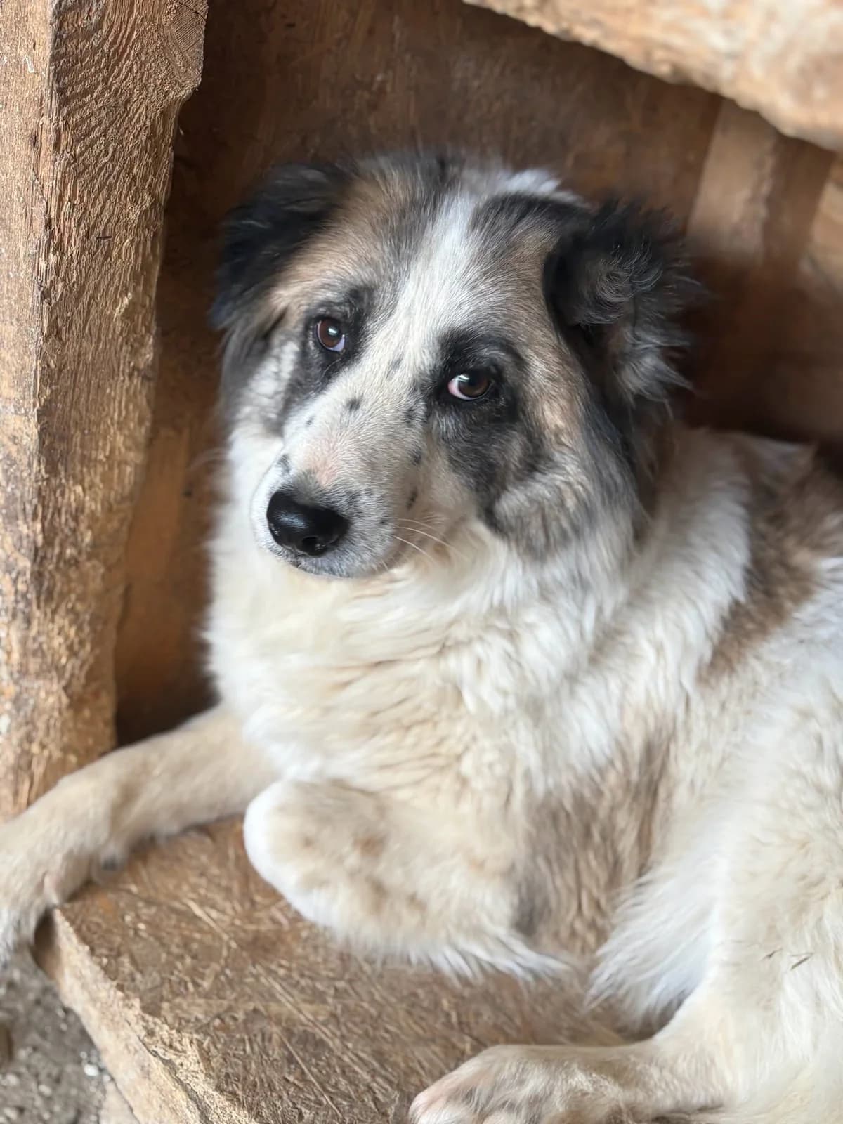 Rilana, female senior Mixed Breed for adoption at Seelen für Seelchen e.V., Alfter