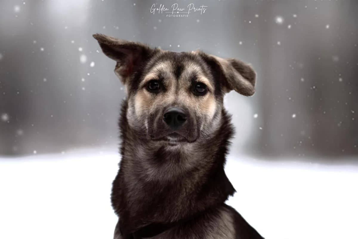 San, female 6yo Mixed Breed for adoption at Seelen für Seelchen e.V., Alfter
