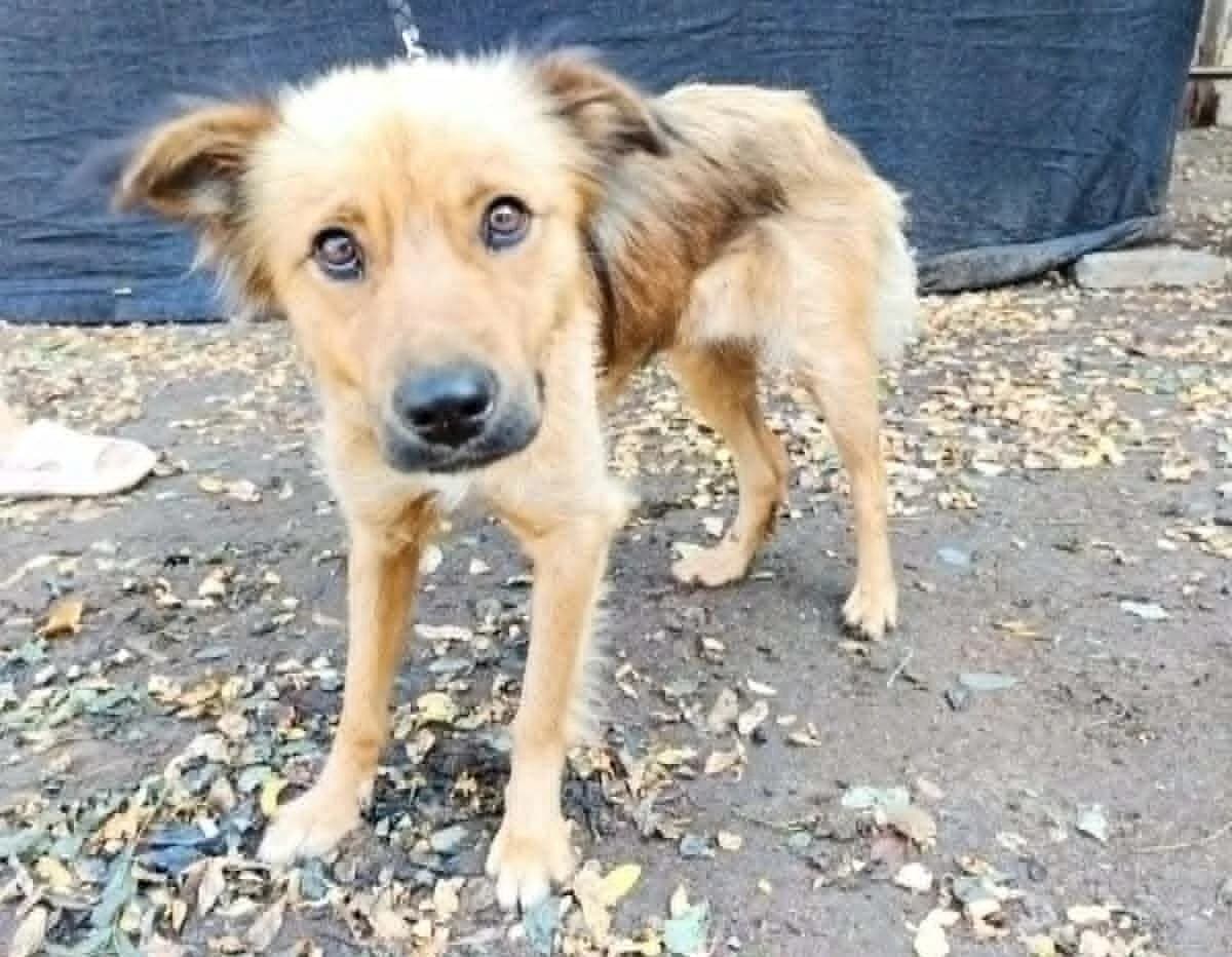Saniah, female senior Mixed Breed for adoption at Seelen für Seelchen e.V., Alfter