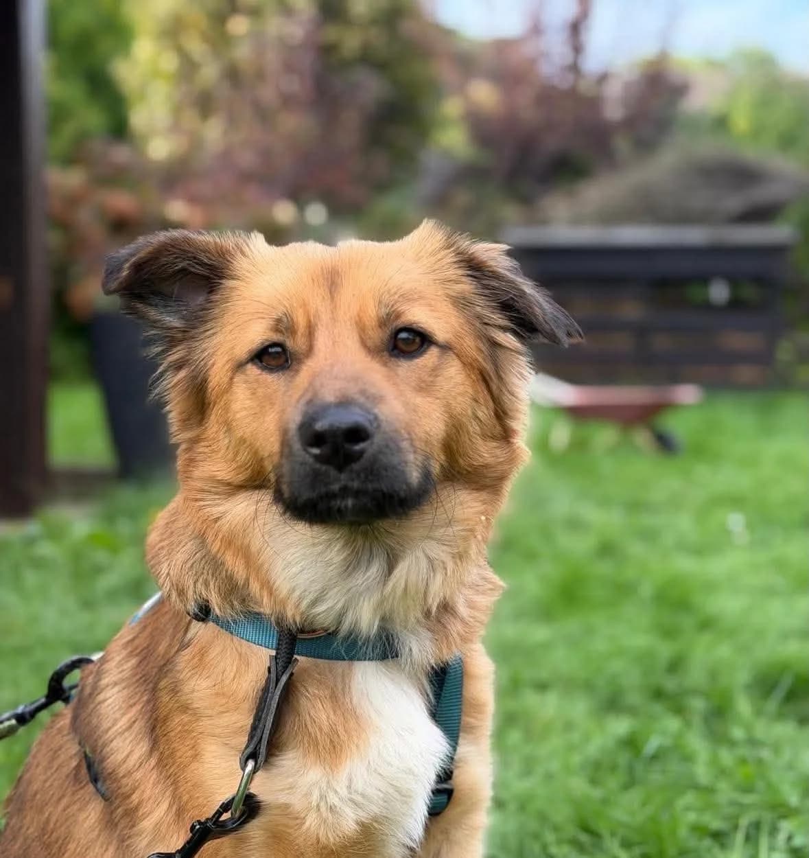 Saniah, female senior Mixed Breed for adoption at Seelen für Seelchen e.V., Alfter